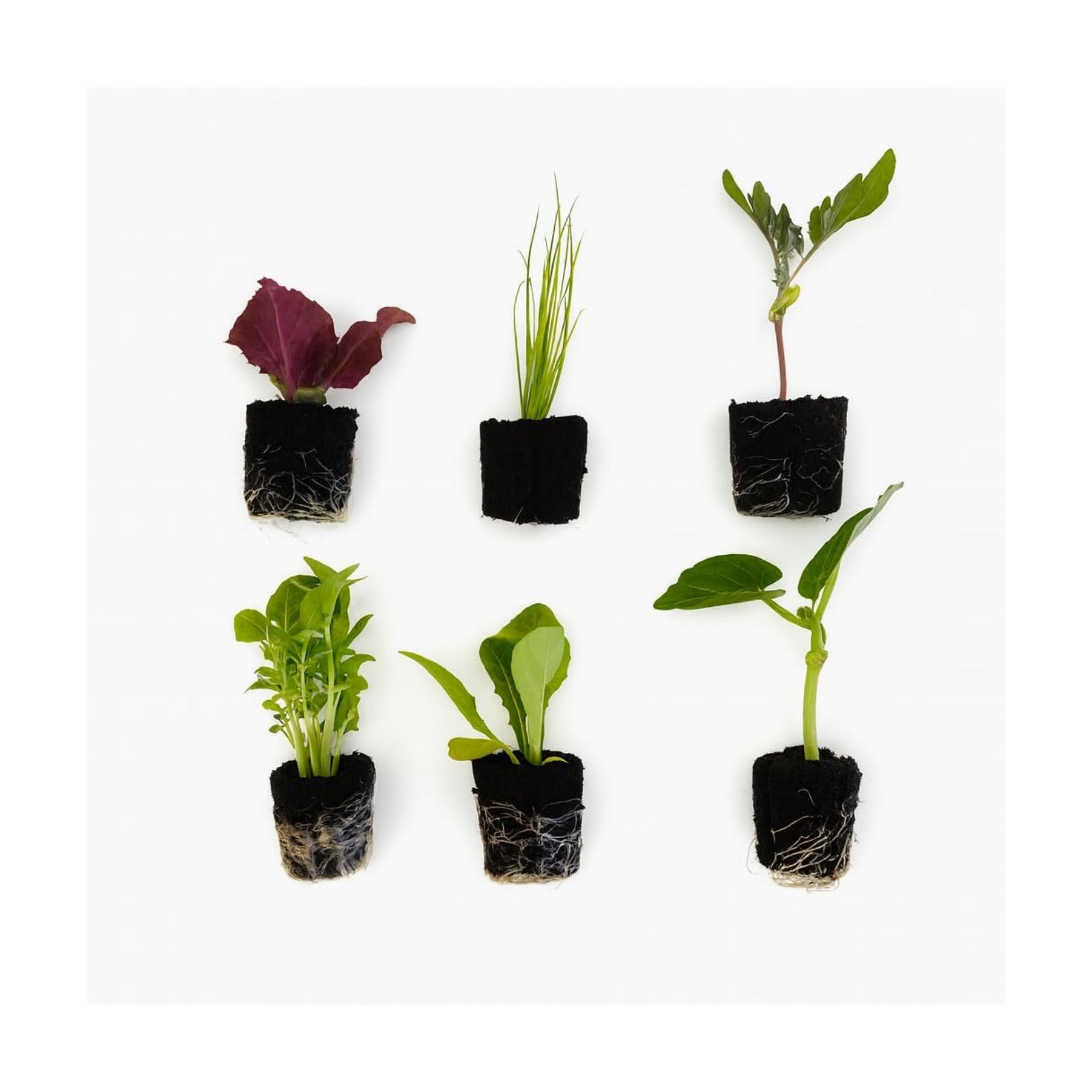 Farmers Bundle: Ready-to-Plant Seedlings, Starts, Plugs, Garden-Ready, Live Plants, Transplants, Pre-sprouted, for Soil