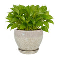 Deep Dream 6 Inch Plant Pots- Ceramic Planter Pot with Drainage Hole and Saucer, Round Flower Pot for Indoor Outdoor Succulent, Snake Plants and Cactus, Beige