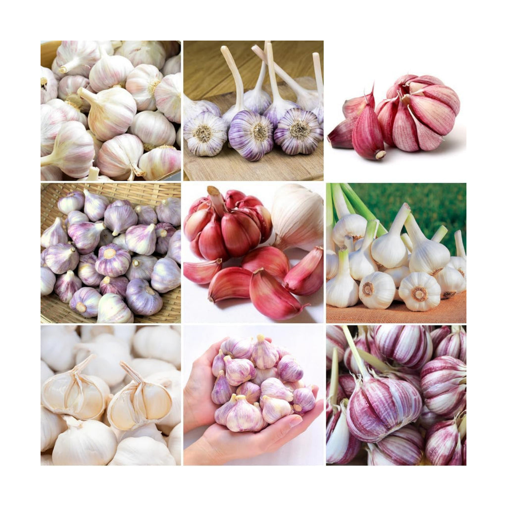 1 Lb Mix Hardneck Garlic Bulbs for Planting, Vegetable Garden | High Yield, Well-Drained Soil, Zones 3-9 Hardy, Autumn