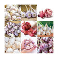 1 Lb Mix Hardneck Garlic Bulbs for Planting, Vegetable Garden | High Yield, Well-Drained Soil, Zones 3-9 Hardy, Autumn