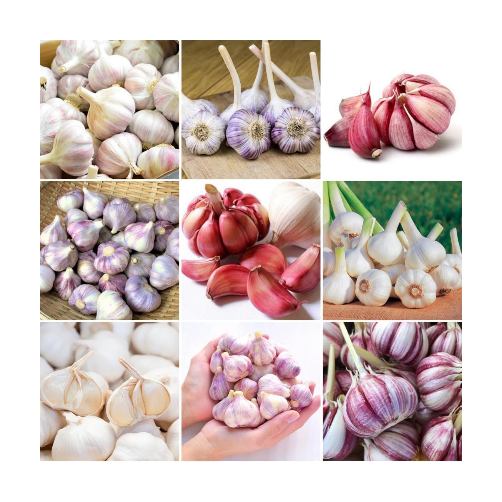 1 Lb Mix Hardneck Garlic Bulbs for Planting, Vegetable Garden | High Yield, Well-Drained Soil, Zones 3-9 Hardy, Autumn