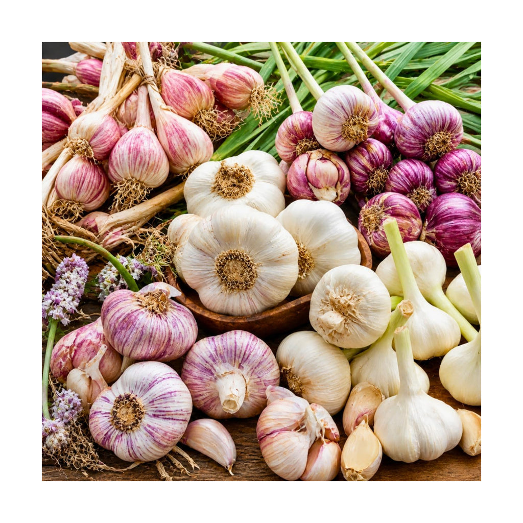 1 LB Mixed Garlic Bulbs for Planting in Fall, Hardneck Softneck Top Size | Fall Garlic Bulbs, Mix Random, Fresh and