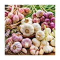 1 LB Mixed Garlic Bulbs for Planting in Fall, Hardneck Softneck Top Size | Fall Garlic Bulbs, Mix Random, Fresh and