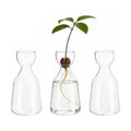 Glass Avocado Tree Growing Kit Seed Starter Flower Vases | 3 Pcs Acorn Plant Pot, Small Glassware Planter, Home Table