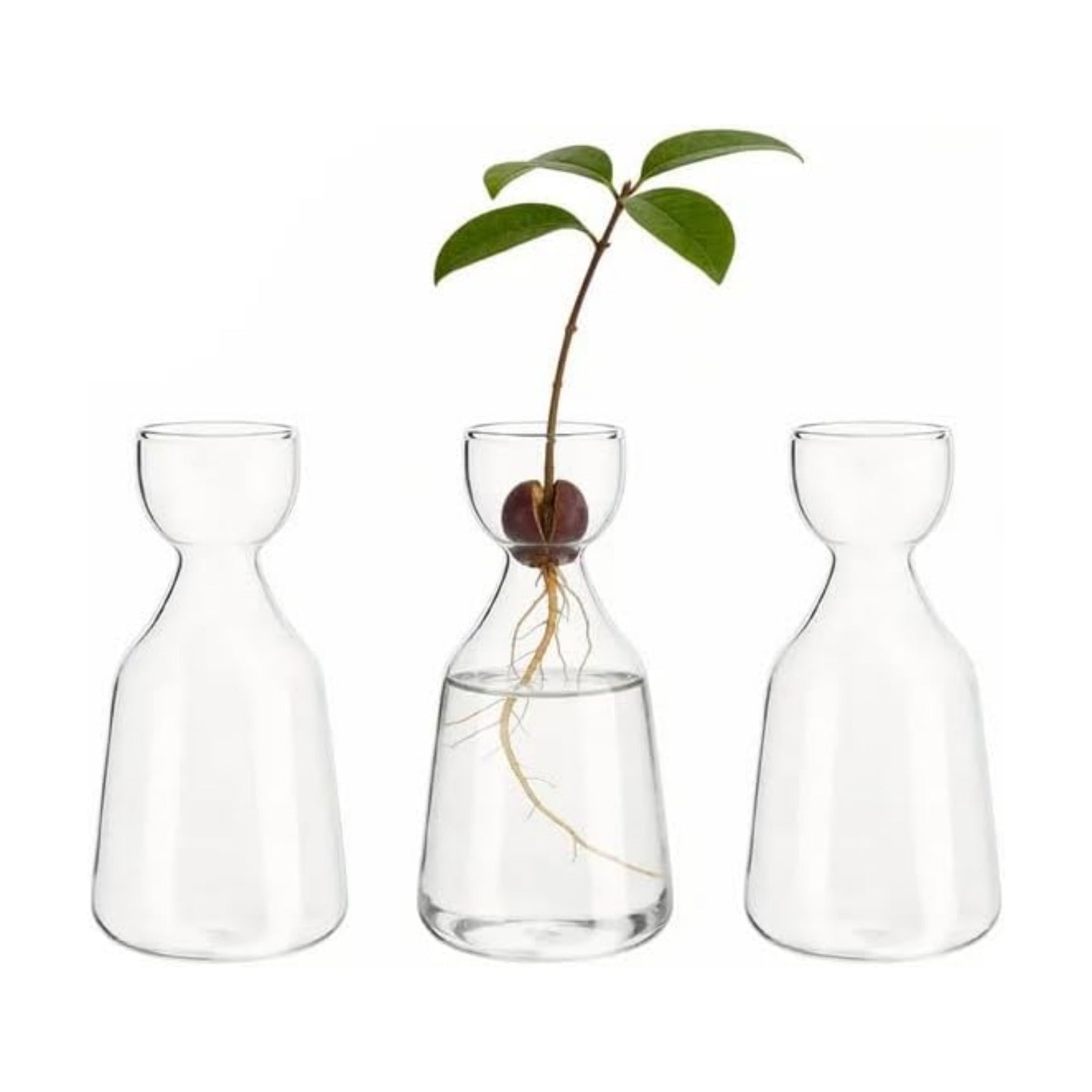 Glass Avocado Tree Growing Kit Seed Starter Flower Vases | 3 Pcs Acorn Plant Pot, Small Glassware Planter, Home Table