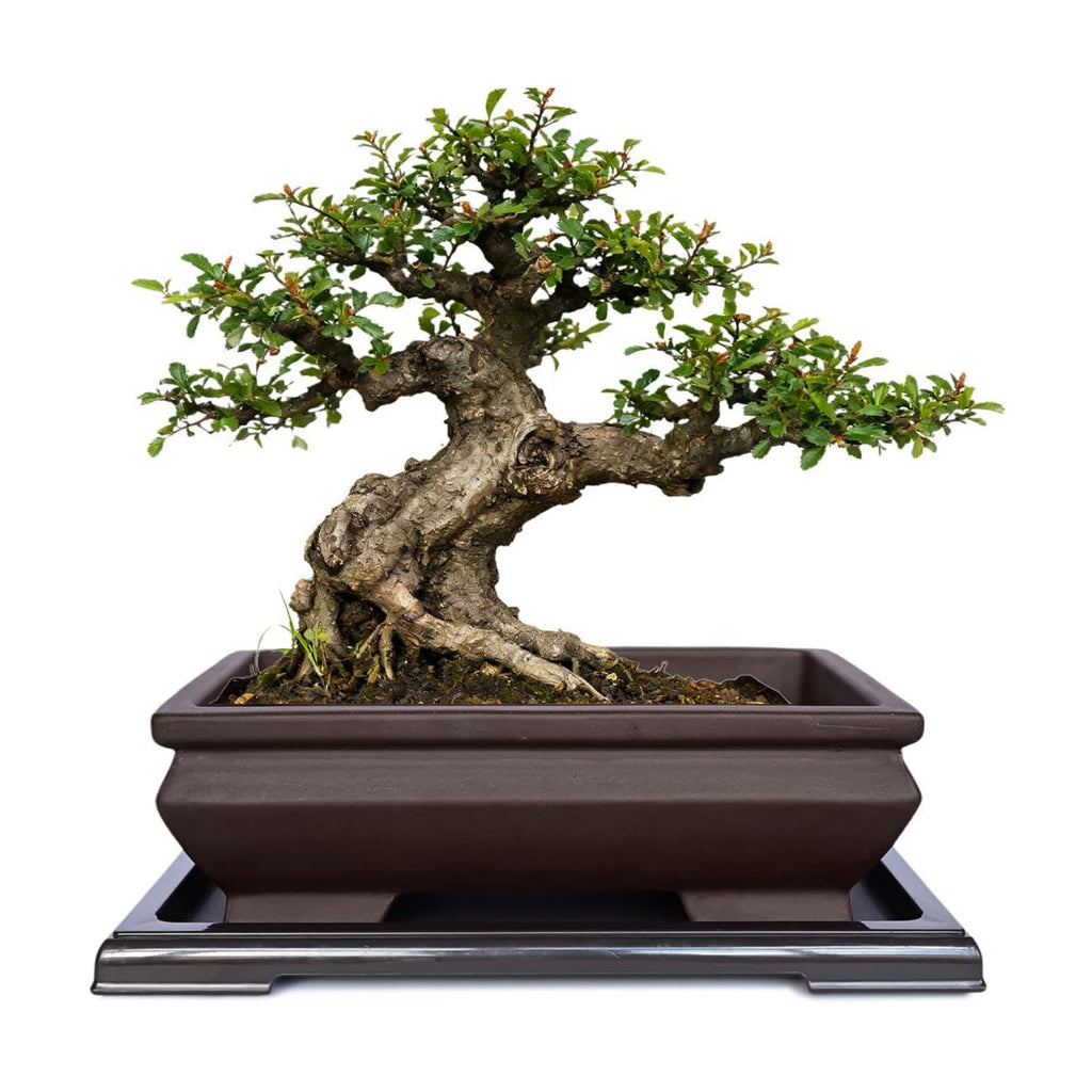 MUZHI Unglazed Ceramic Bonsai Pot with Drainage Tray, Rectangle Vintage Brown Bonsai Planter with 4 Raised Feet for