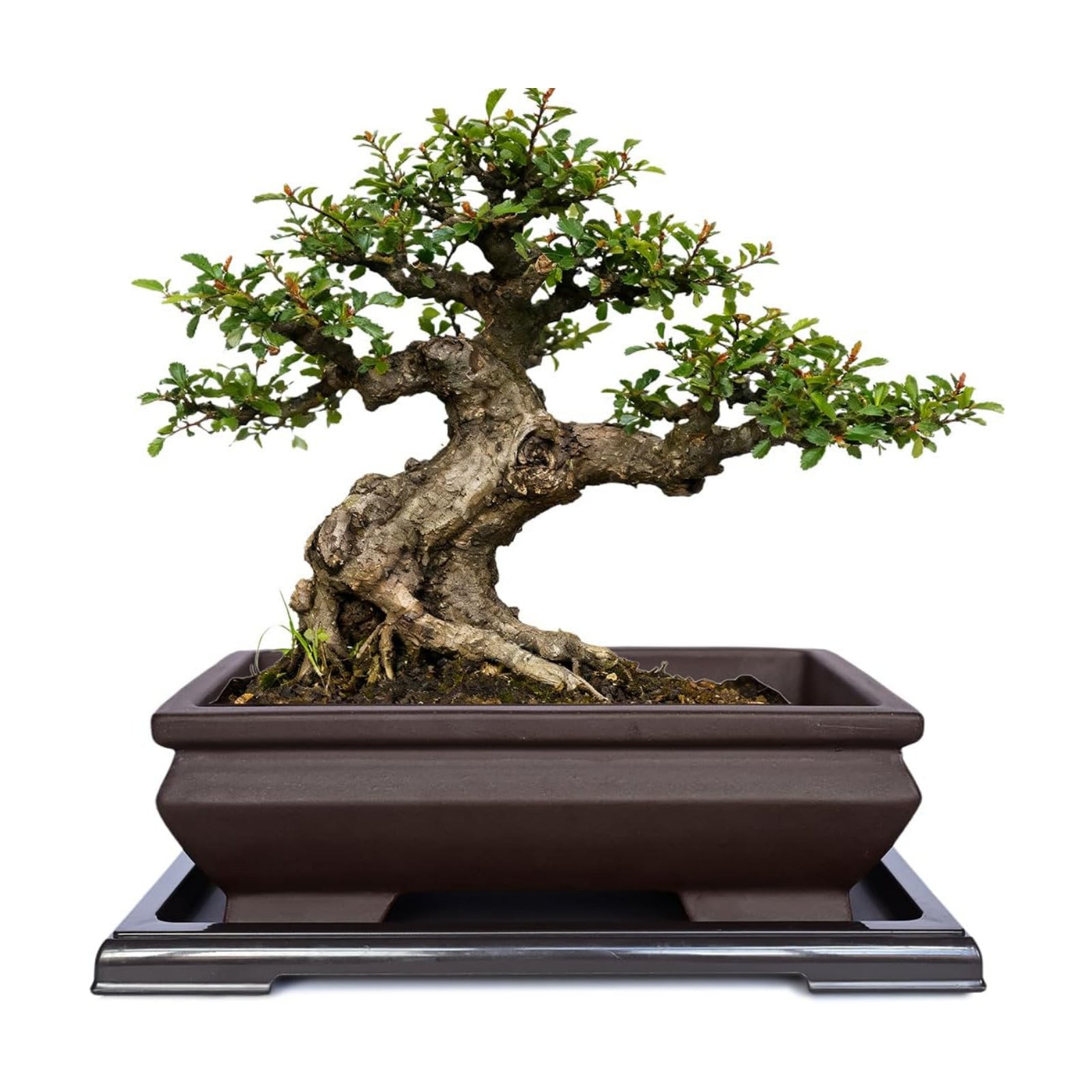 MUZHI Unglazed Ceramic Bonsai Pot with Drainage Tray, Rectangle Vintage Brown Bonsai Planter with 4 Raised Feet for