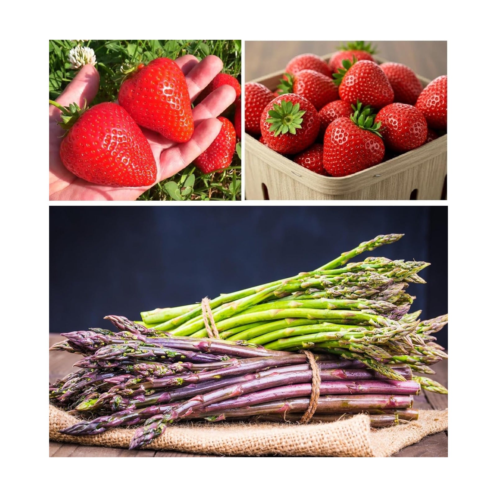 Asparagus & Strawberry Grow Kit – 20 Plants, 2 Asparagus Varieties & 2 Strawberry Varieties – Mary Washington, Purple