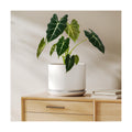 LE TAUCI 8 Inch Plant Pot, Ceramic Pots for Plants, White