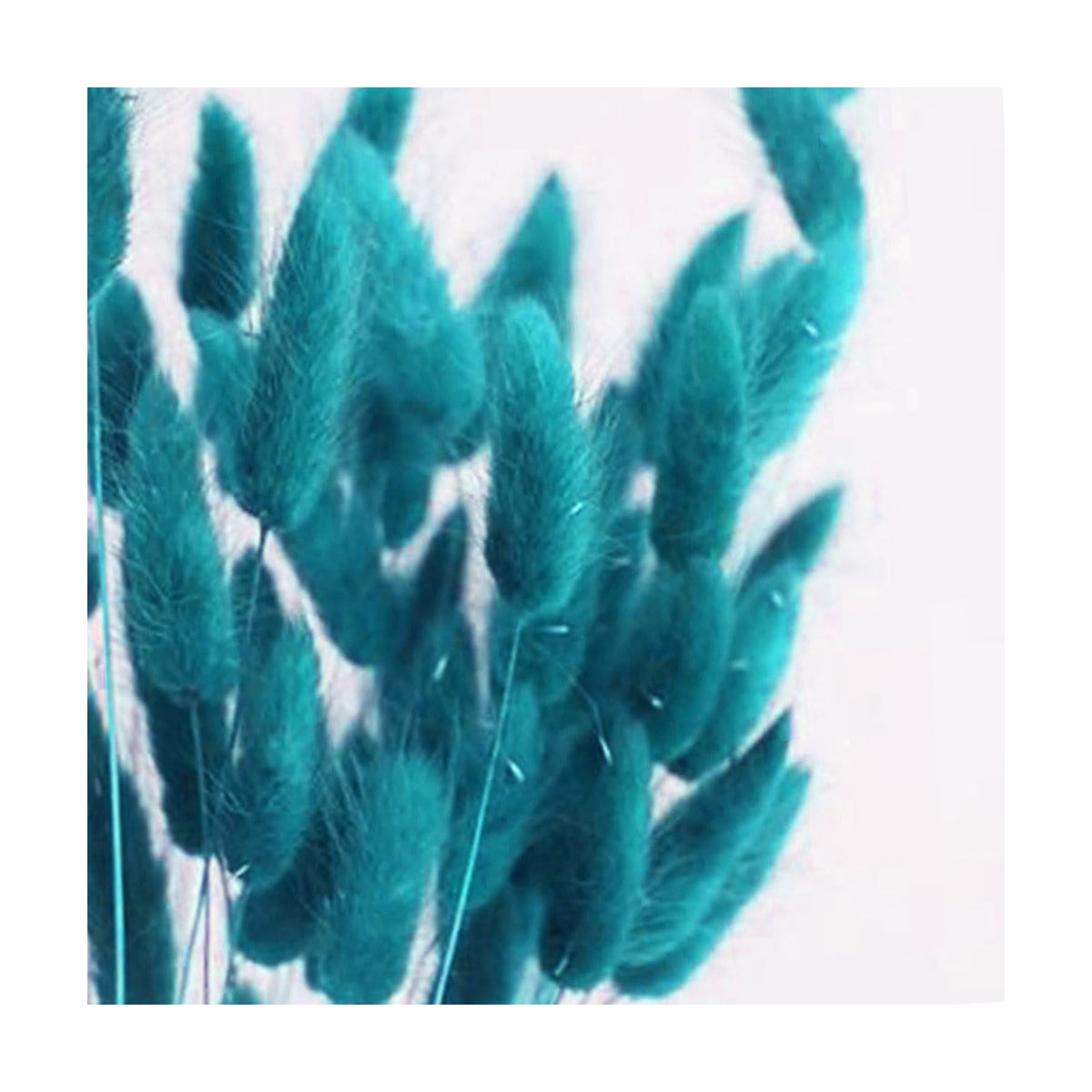Bunny Tails Dried Flowers Boho Decor Pampass Grass 100pcs Floral Stems Decoration Plants 17 Inch (Teal Blue)