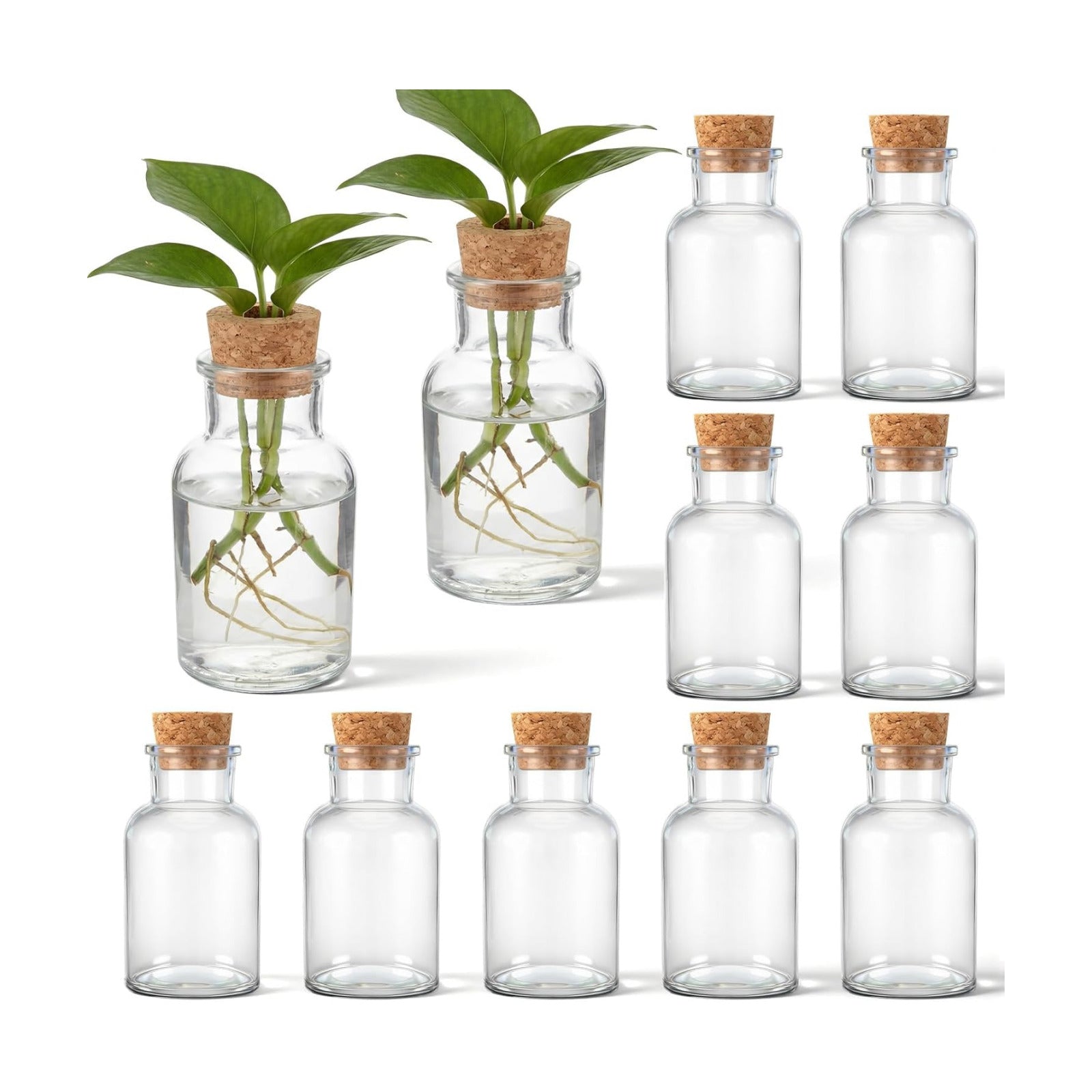 12 Pack Glass Plant Propagation Stations, Cylindrical | Hydroponic Vases, Tabletop Planter, Plant Terrarium Jar for