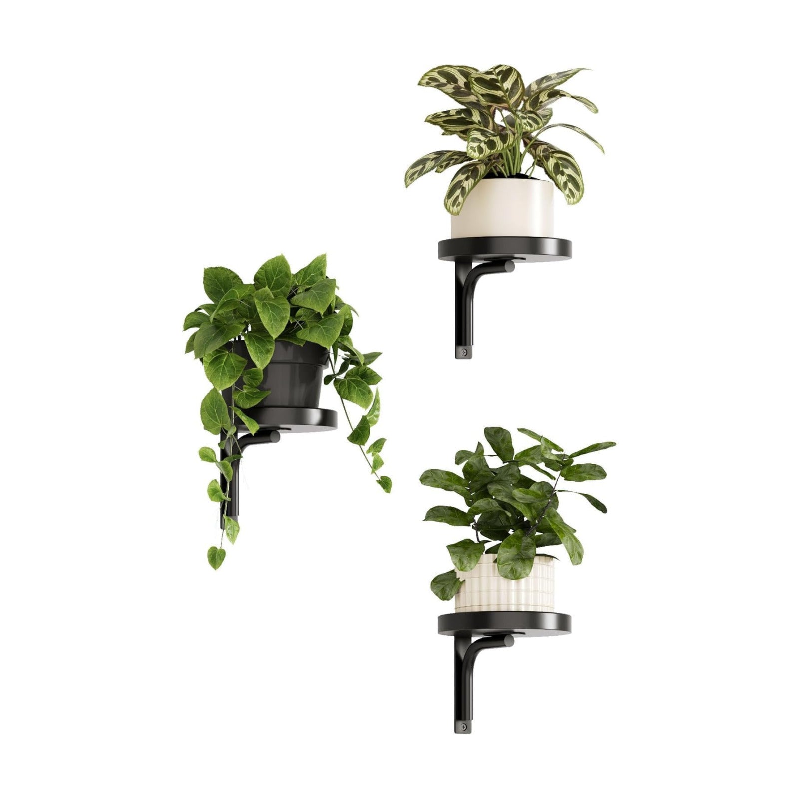 Bamworld Wall Plant Holder indoor Metal Plant Wall shelf 3 Pcs Wall Mounted Plant Holder Plant Hangers for Indoor