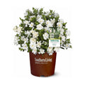 Perfect Plants Jubilation Gardenia Live Plant, 1 Gallon | A Southern Living variety, zones 7-10, sweetly fragrant white