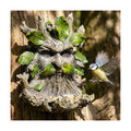 10.3" Whimsical Tree Face Sculpture, Garden Peeker Statue, Outdoor Trunk Tree Huggers Art, Landscape Accent Ornament, Hanging Fairy Elve Figurine for Yard Art, Feeder Decor Wall Mounted Statue