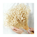 2300+ Dried Baby's Breath Flowers 17" Gypsophila Stems for Decor
