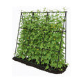Cucumber Trellis - 49.4"*49.4" Metal Garden Trellis for Climbing Plants, Garden Trellis with Plastic-Coated Steel Pipe