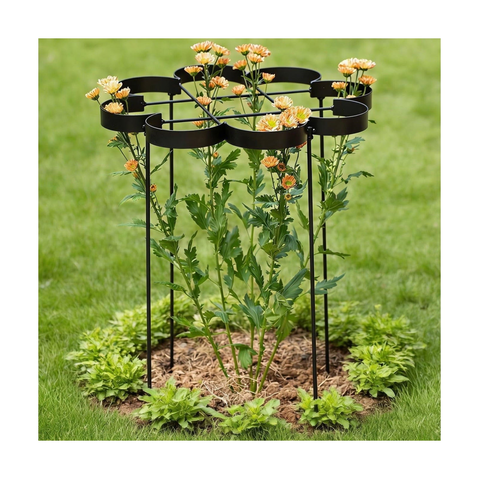 25" Peony Cages and Supports Elegant Modern Flower Support Stakes | Elegant Plant Support Ring for Peonies & Dahlias