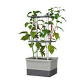 BUZZY Seeds Charly Chili Self-Watering Planter, Trellis, 1.2 Gal, Gray | Self-watering planter, aluminum trellis &