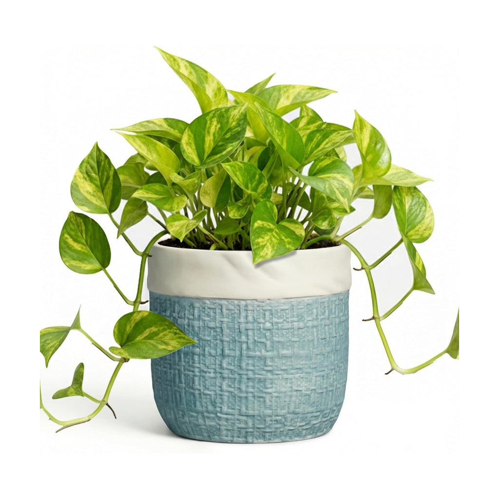 Ceramic Pots for Plants - 6 Inch Plant Pot for Indoor Succulent Plants, Round Planters with Drainage Hole, Decorative