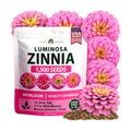 HOME GROWN Zinnia Seeds, Luminosa Pink, 1,500 Seeds, Zinnia elegans