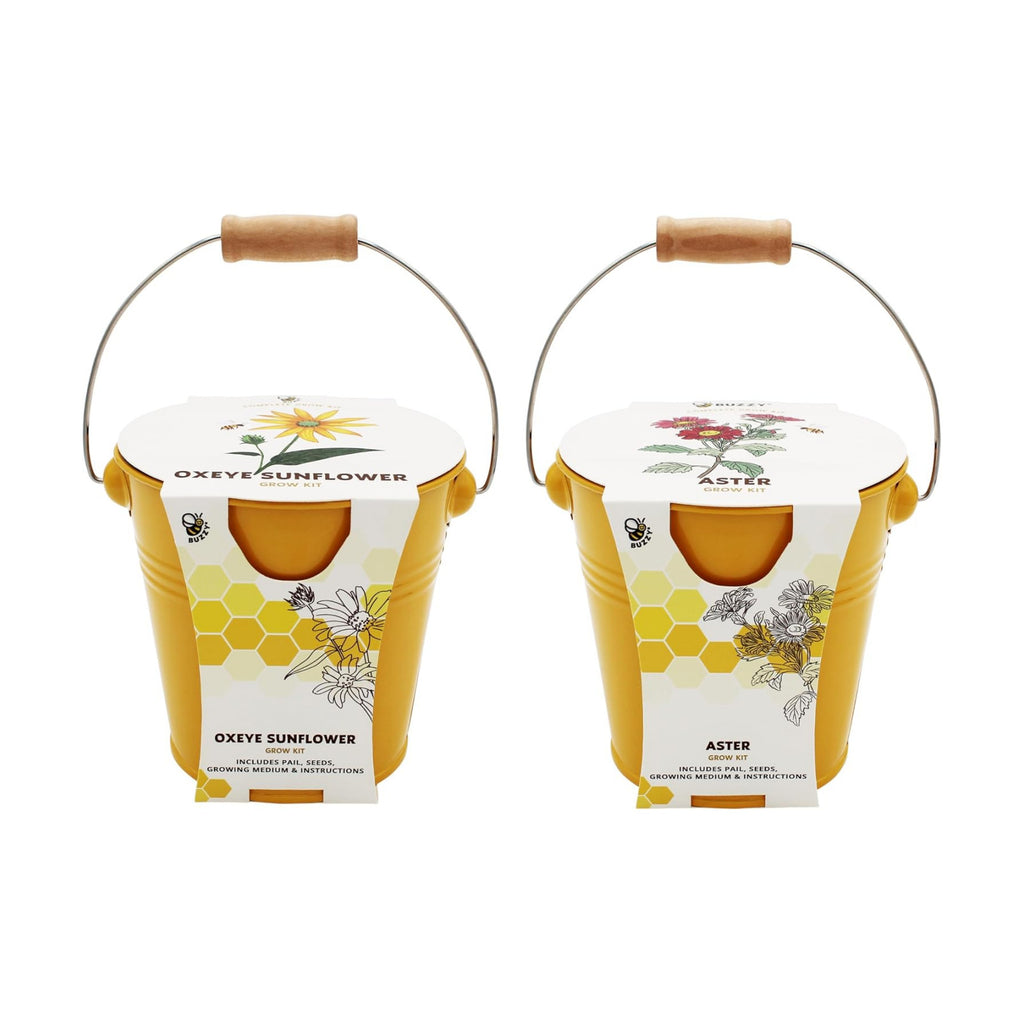 BUZZY Seeds Pollinator 2-Pack Grow Kit with Aster and Ox-Eye Sunflower Seeds, Growing Medium, and Decorative Yellow