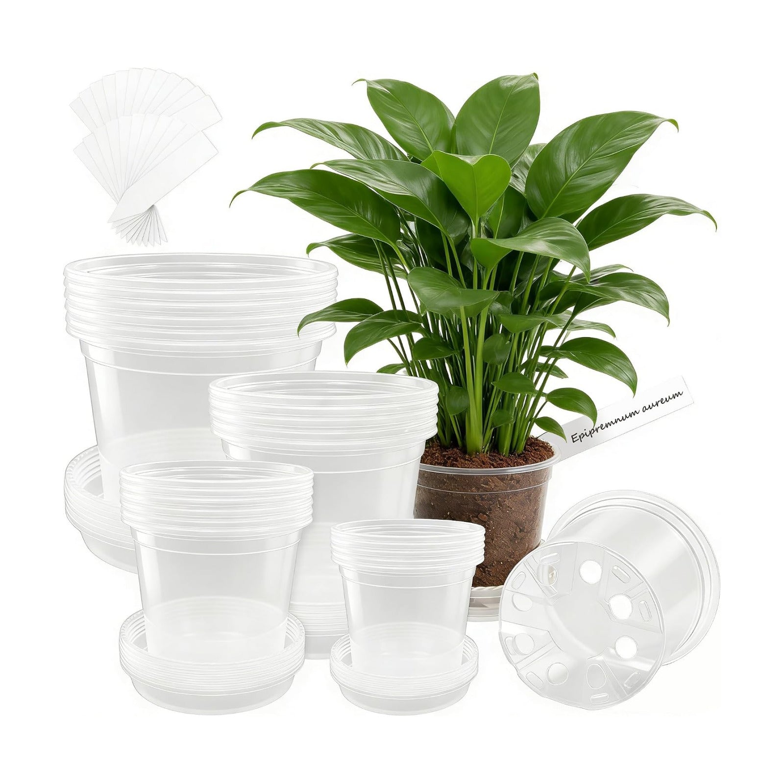 24 Pcs 7/6/5/4 In Clear Nursery Pots for Plants with Saucers, 24 Labels | High Transparency (Clear View of Root