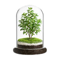 Glass Display Cloche Dome, 8.3 x 5.9 in Plant Terrarium Container with Base, Clear Glass Cover, Decorative Tabletop