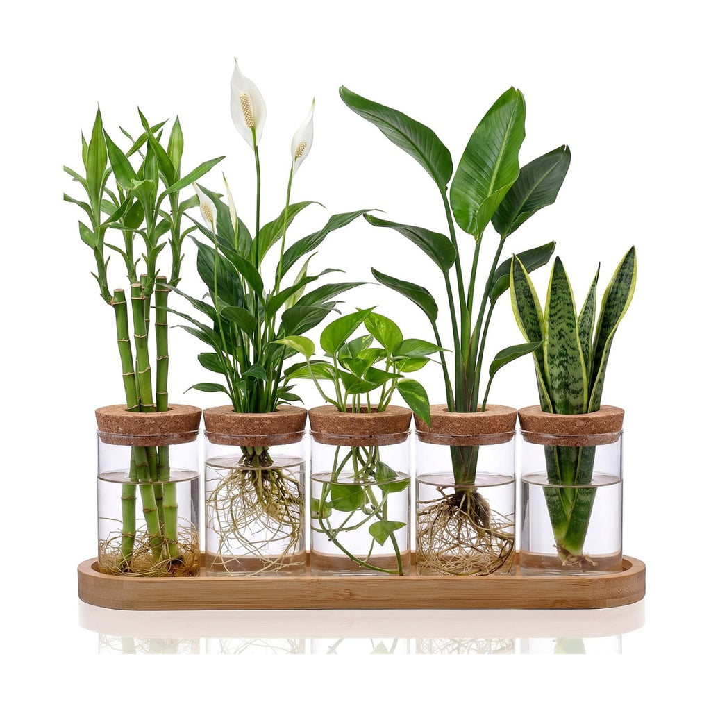 Zhehao 5 Pack Plant Propagation Station Hydroponic Glass Jar Terrarium with Cork Lids Bamboo Tray Desktop Planter for