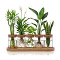 Zhehao 5 Pack Plant Propagation Station Hydroponic Glass Jar Terrarium with Cork Lids Bamboo Tray Desktop Planter for