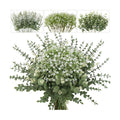 lovemoon 200 Pcs Mixed Greenery Artificial Eucalyptus Stems, Baby Breath Artificial Flowers Bulk and Eucalyptus Leaves for Wedding Bouquets Home Office Floral Decor (200, Green and White)