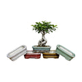 5-Pack Bonsai Pots with Drainage, 5" Shallow Red & White Planters | Glazed ceramic bonsai pot with drainage hole, small