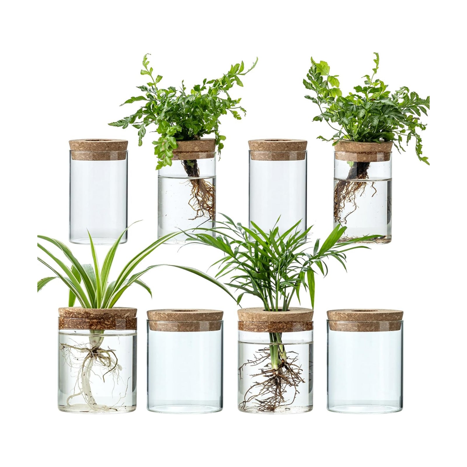 Plant Propagation Stations for Plants, 2 Size Glass Propagation Vases for Propagating Hydroponic Indoor Home Office