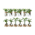 Plant Propagation Station, 2 Style Glass Planter Terrarium Set for Hydroponic Plants | Home Office Tabletop Decor