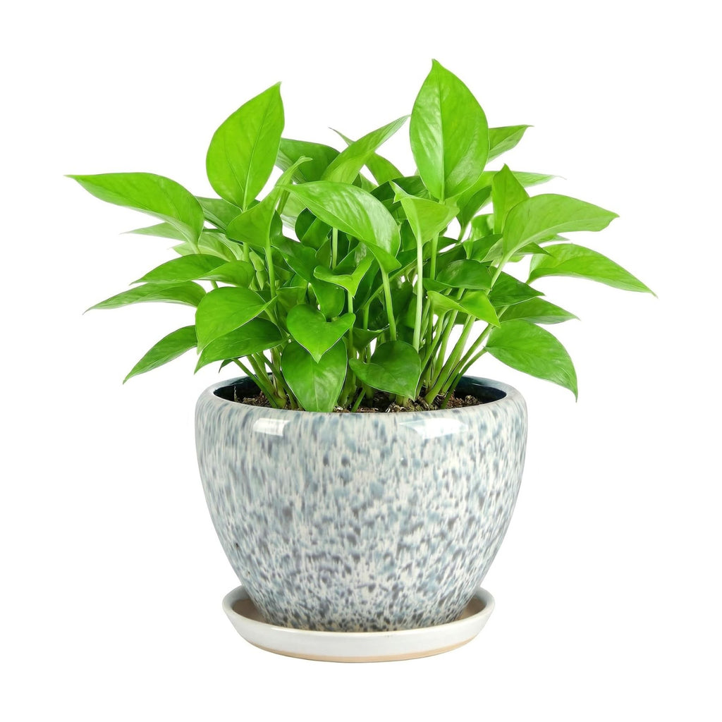 8.3 Inch Ceramic Planter with Saucer Leak-Proof Mesh &Drainage, Round Plant Pot with Gardening Gloves for Indoor