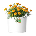 10 Inch Round Plastic Plant Pot with Drainage Holes and Saucer, Wide Flower Pots for Indoor & Outdoor Plants– 7.9" Tall