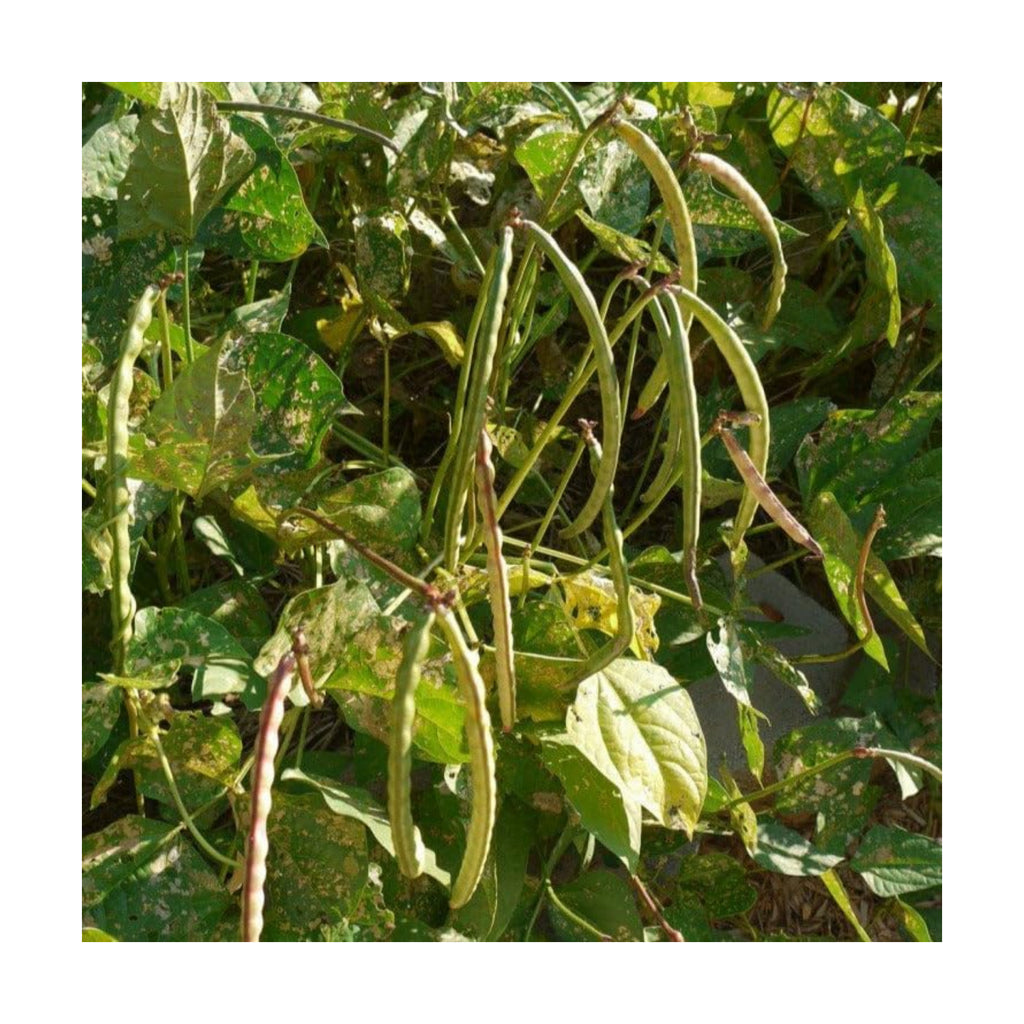Mississippi Silver Hull Cowpea Seeds - 2400+ Count - For 2026 Planting Southern Silverskin Silverhull Brown Crowder