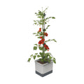 BUZZY Seeds Self-Watering Vertical Tomato Planter, Trellis, 1.2 Gal, Gray | Self-watering vertical planter with