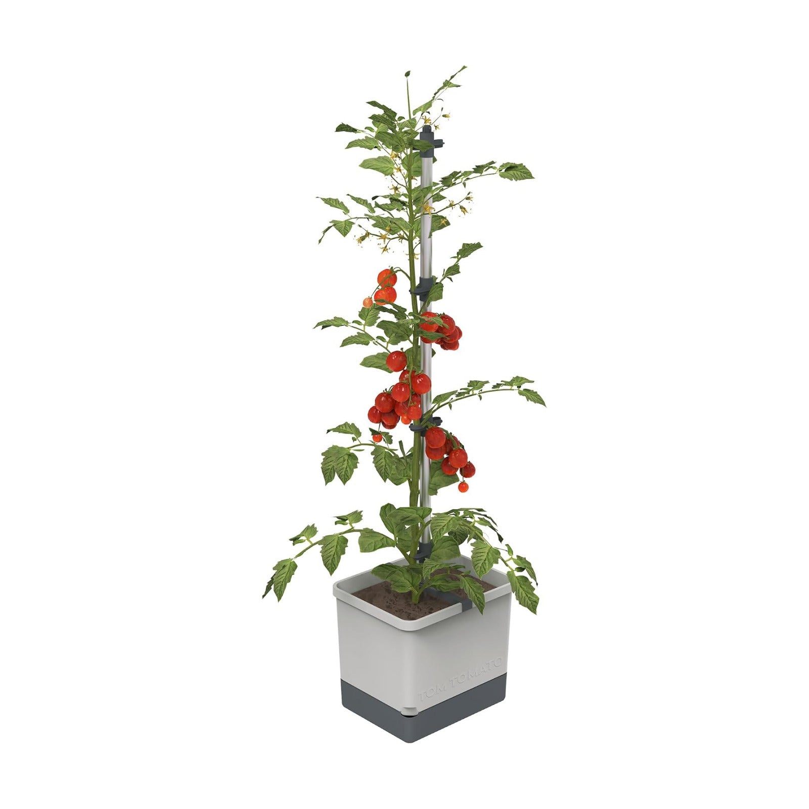BUZZY Seeds Self-Watering Vertical Tomato Planter, Trellis, 1.2 Gal, Gray | Self-watering vertical planter with