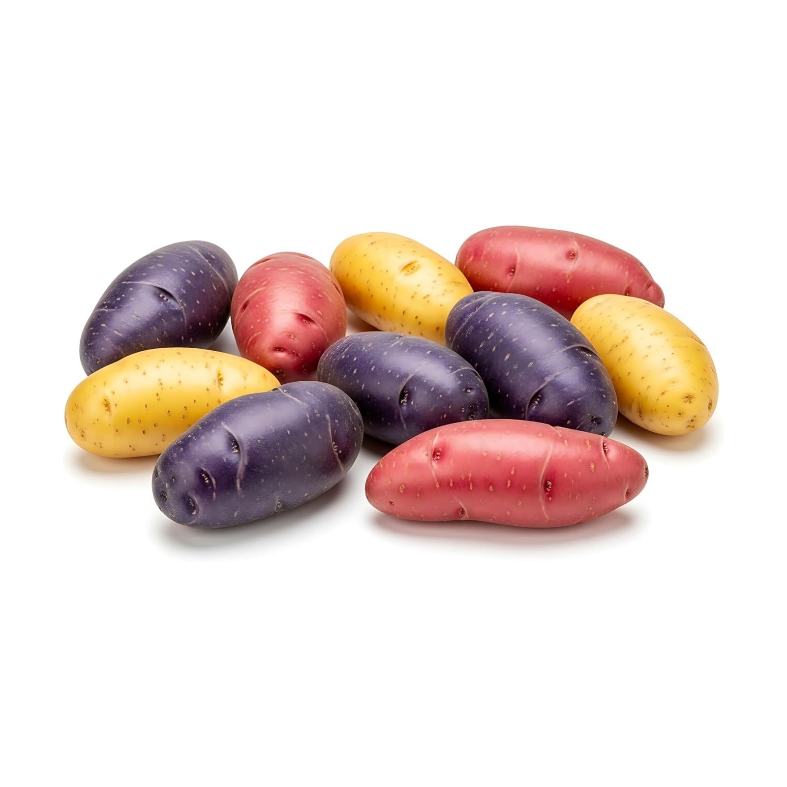 Fingerling Seed Potatoes Variety Pack | Premium Potatoes | Heirloom Mix for Home Gardens | Excellent Yield & Flavor
