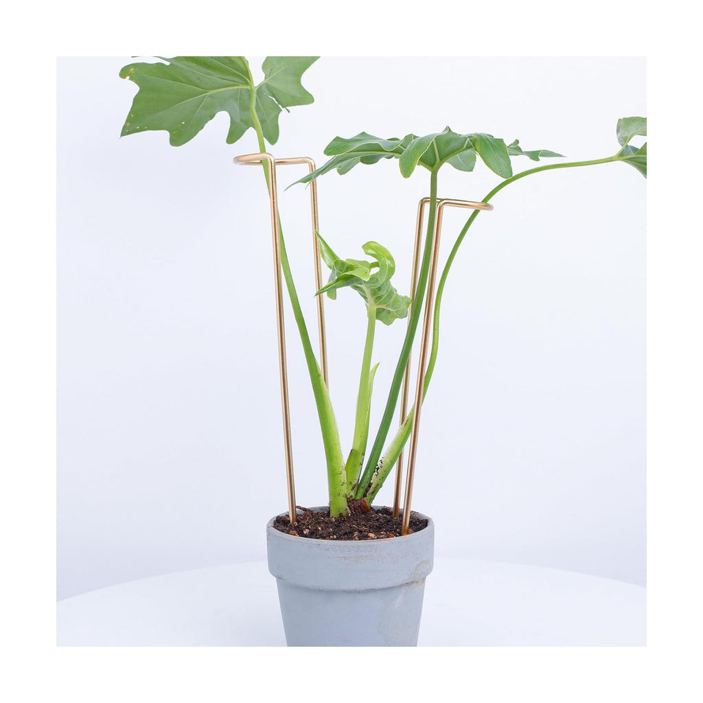 12" Monstera Support - 10 Pcs Plant Support for Indoor Plants | Indoor Plant Trellis & Stakes, Monstera Support Ring