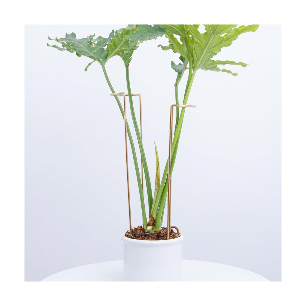 10 PCS Large Indoor Plant Stakes 15.5" Heavy Duty Metal Supports | Plant Supports for Outdoor & Indoor Plants, Durable