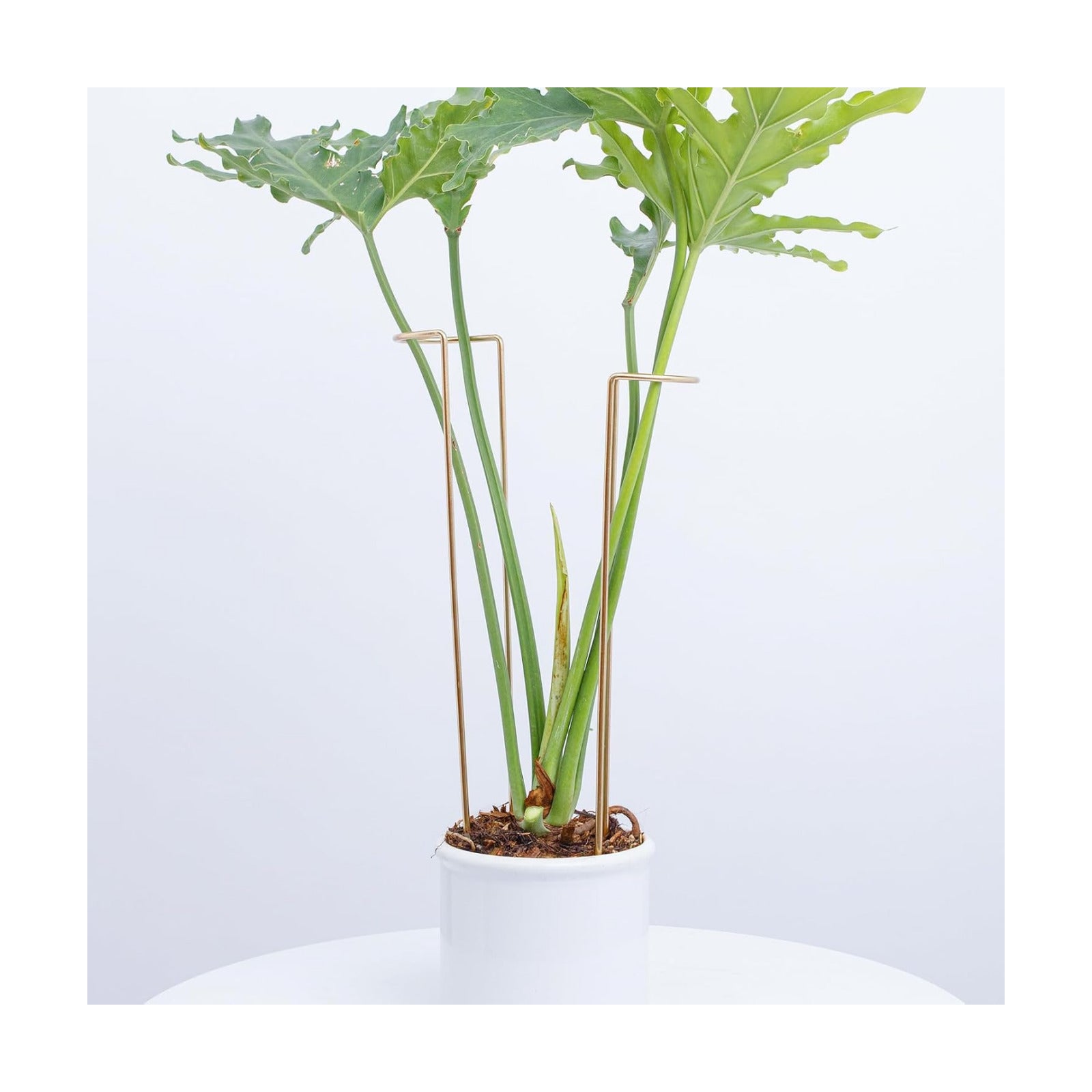10 PCS Large Indoor Plant Stakes 15.5" Heavy Duty Metal Supports | Plant Supports for Outdoor & Indoor Plants, Durable
