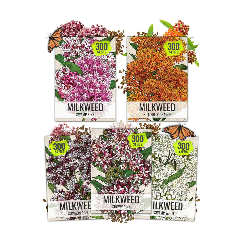 Seed Needs Milkweed Seeds to Plant a Butterfly Garden for Attracting Monarch Butterflies - Collection of Pink, Orange &