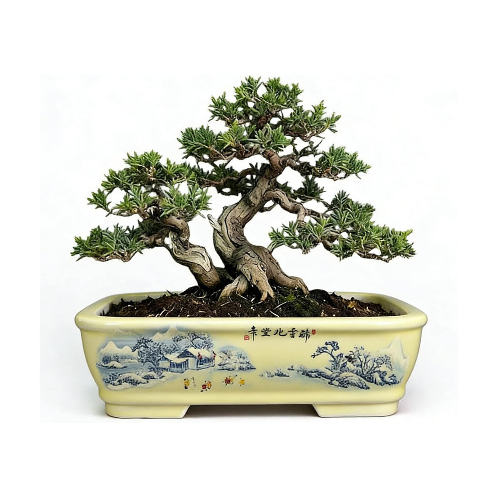 8" Bonsai Pots with Tray, Rectangular Planter in Blue & White | 8" glazed ceramic bonsai pots with tray, large shallow