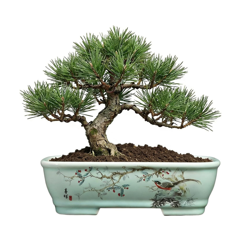 8" Bonsai Pots with Tray, Rectangular Planter in Blue & White | 8" glazed ceramic bonsai pots with tray, large shallow