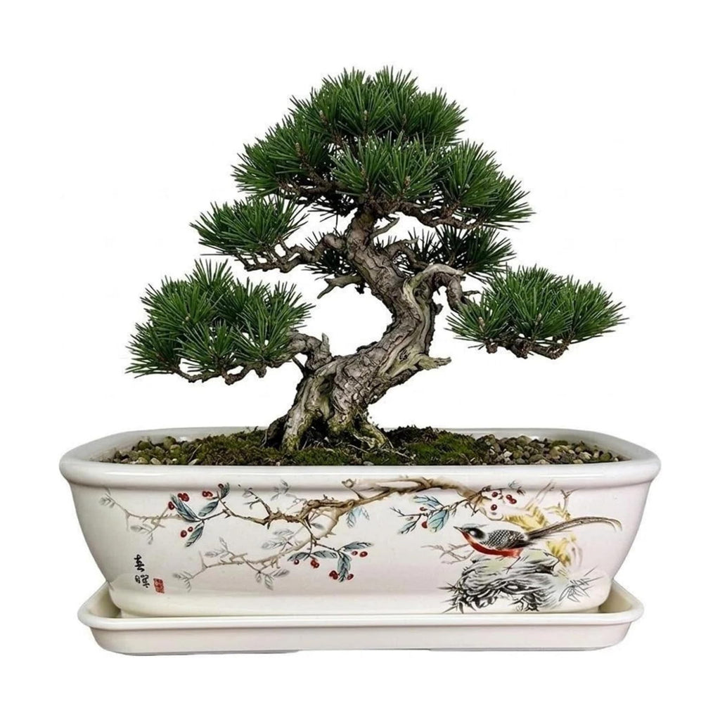 8" Bonsai Pots with Tray, Rectangular Planter in Blue & White | 8" glazed ceramic bonsai pots with tray, large shallow
