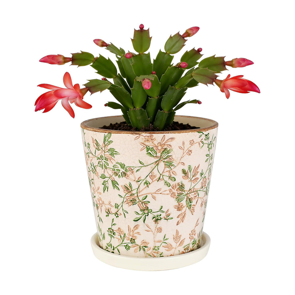 Ceramic Flower Pots for Indoor Plant with Drainage Hole & Saucer | 5.5 Inch Small Ice Crack Plant Pots, Decorative