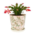 Ceramic Flower Pots for Indoor Plant with Drainage Hole & Saucer | 5.5 Inch Small Ice Crack Plant Pots, Decorative