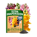 HOME GROWN Snapdragon Seeds, Tetra, 2,000 Seeds, Antirrhinum majus