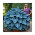 Blue Angel Giant Hosta Plant for Growing - Perennial Shade Plant - Large Blue Green Foliage - Easy to Grow Outdoor